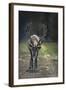 A Reindeer or Caribou Standing in Grass Wary-Sheila Haddad-Framed Photographic Print