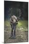 A Reindeer or Caribou Standing in Grass Wary-Sheila Haddad-Mounted Photographic Print
