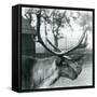 A Reindeer Stag Shedding Velvet from His Antlers, London Zoo, 1929 (B/W Photo)-Frederick William Bond-Framed Stretched Canvas
