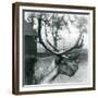 A Reindeer Stag Shedding Velvet from His Antlers, London Zoo, 1929 (B/W Photo)-Frederick William Bond-Framed Giclee Print