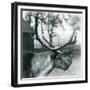 A Reindeer Stag Shedding Velvet from His Antlers, London Zoo, 1929 (B/W Photo)-Frederick William Bond-Framed Giclee Print