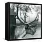 A Reindeer Stag Shedding Velvet from His Antlers, London Zoo, 1929 (B/W Photo)-Frederick William Bond-Framed Stretched Canvas