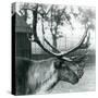 A Reindeer Stag Shedding Velvet from His Antlers, London Zoo, 1929 (B/W Photo)-Frederick William Bond-Stretched Canvas