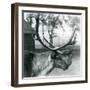 A Reindeer Stag Shedding Velvet from His Antlers, London Zoo, 1929 (B/W Photo)-Frederick William Bond-Framed Giclee Print