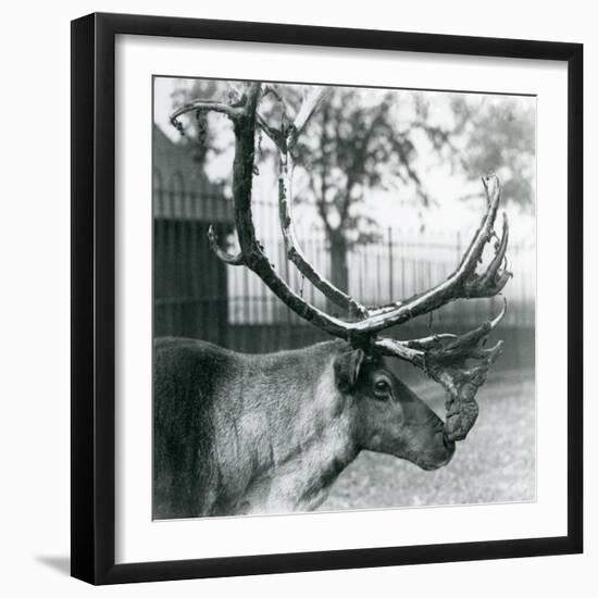 A Reindeer Stag Shedding Velvet from His Antlers, London Zoo, 1929 (B/W Photo)-Frederick William Bond-Framed Giclee Print