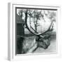 A Reindeer Stag Shedding Velvet from His Antlers, London Zoo, 1929 (B/W Photo)-Frederick William Bond-Framed Giclee Print