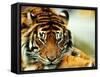 A Relaxed Tiger at London Zoo, April 1991-null-Framed Stretched Canvas