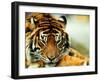 A Relaxed Tiger at London Zoo, April 1991-null-Framed Premium Photographic Print