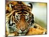 A Relaxed Tiger at London Zoo, April 1991-null-Mounted Photographic Print