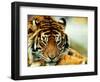 A Relaxed Tiger at London Zoo, April 1991-null-Framed Photographic Print