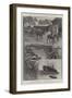 A Remount Market for Boers and Britons at New Orleans-Henry Charles Seppings Wright-Framed Giclee Print