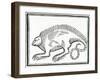 A Reptile Found in the New World, from 'La Historia General De Las Indias', 1547-null-Framed Giclee Print