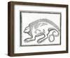 A Reptile Found in the New World, from 'La Historia General De Las Indias', 1547-null-Framed Giclee Print