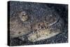 A Reptilian Snake Eel Hides in Sand-Stocktrek Images-Stretched Canvas