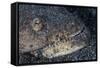 A Reptilian Snake Eel Hides in Sand-Stocktrek Images-Framed Stretched Canvas