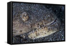 A Reptilian Snake Eel Hides in Sand-Stocktrek Images-Framed Stretched Canvas