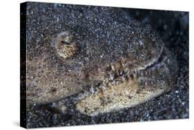 A Reptilian Snake Eel Hides in Sand-Stocktrek Images-Stretched Canvas