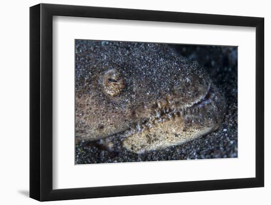 A Reptilian Snake Eel Hides in Sand-Stocktrek Images-Framed Photographic Print