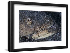 A Reptilian Snake Eel Hides in Sand-Stocktrek Images-Framed Photographic Print