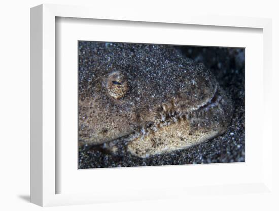 A Reptilian Snake Eel Hides in Sand-Stocktrek Images-Framed Photographic Print