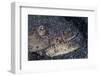 A Reptilian Snake Eel Hides in Sand-Stocktrek Images-Framed Photographic Print