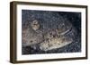 A Reptilian Snake Eel Hides in Sand-Stocktrek Images-Framed Photographic Print