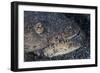 A Reptilian Snake Eel Hides in Sand-Stocktrek Images-Framed Photographic Print