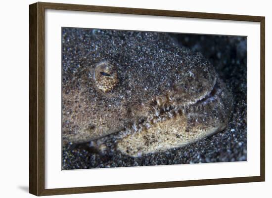 A Reptilian Snake Eel Hides in Sand-Stocktrek Images-Framed Photographic Print