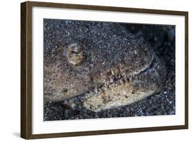 A Reptilian Snake Eel Hides in Sand-Stocktrek Images-Framed Photographic Print