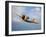 A Republic P-47D Thunderbolt in Flight-Stocktrek Images-Framed Photographic Print