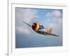 A Republic P-47D Thunderbolt in Flight-Stocktrek Images-Framed Photographic Print