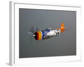 A Republic P-47D Thunderbolt in Flight-Stocktrek Images-Framed Photographic Print