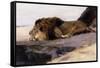 A Resting Lion-Wilhelm Kuhnert-Framed Stretched Canvas