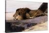 A Resting Lion-Wilhelm Kuhnert-Stretched Canvas