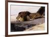 A Resting Lion-Wilhelm Kuhnert-Framed Giclee Print