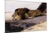 A Resting Lion-Wilhelm Kuhnert-Mounted Giclee Print