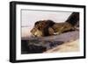 A Resting Lion-Wilhelm Kuhnert-Framed Giclee Print