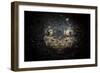 A Reticulate Stargazer Buried in Sand, Lembeh Strait, Indonesia-null-Framed Photographic Print