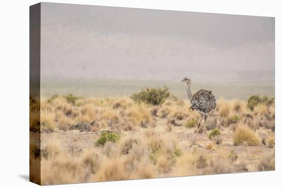 A Rhea Pennata in Bolivia-Alex Saberi-Stretched Canvas