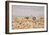 A Rhea Pennata in Bolivia-Alex Saberi-Framed Photographic Print