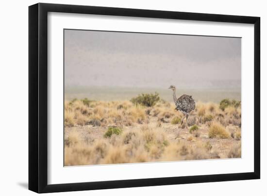 A Rhea Pennata in Bolivia-Alex Saberi-Framed Photographic Print