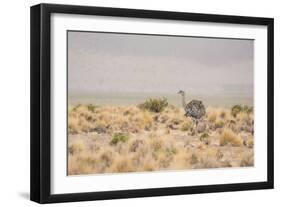 A Rhea Pennata in Bolivia-Alex Saberi-Framed Photographic Print