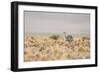 A Rhea Pennata in Bolivia-Alex Saberi-Framed Photographic Print