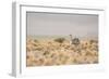 A Rhea Pennata in Bolivia-Alex Saberi-Framed Photographic Print