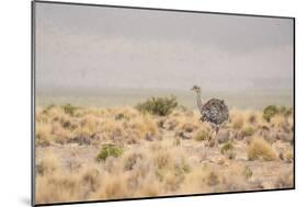 A Rhea Pennata in Bolivia-Alex Saberi-Mounted Photographic Print