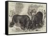 A Rhinoceros Fight at Baroda before the Prince of Wales-null-Framed Stretched Canvas