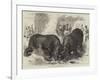 A Rhinoceros Fight at Baroda before the Prince of Wales-null-Framed Giclee Print