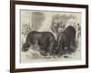 A Rhinoceros Fight at Baroda before the Prince of Wales-null-Framed Giclee Print