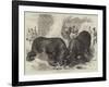 A Rhinoceros Fight at Baroda before the Prince of Wales-null-Framed Giclee Print