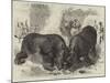 A Rhinoceros Fight at Baroda before the Prince of Wales-null-Mounted Giclee Print